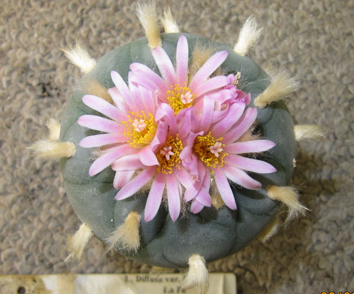 Lophophora Diffusa var. fricii La Pa B